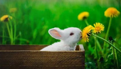 ac米兰中文官方网站-今年助攻王此次用“神级传球”圈粉无数！，助攻王什么意思